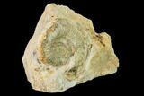Bathonian Ammonite (Perisphinctes) Fossil - France #152737-2